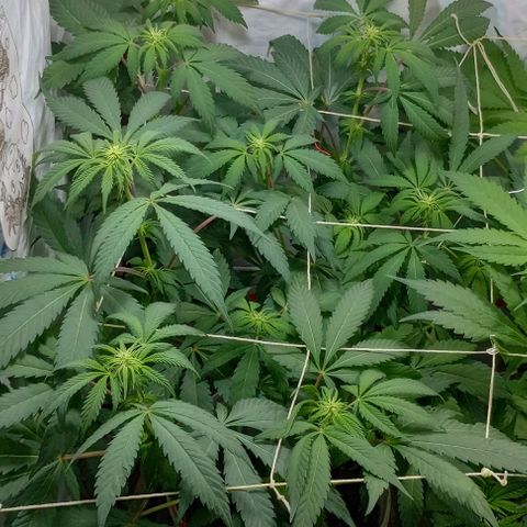 Clericó perroo growlog timeline photo
