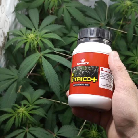 La maldita cheta  growlog timeline photo
