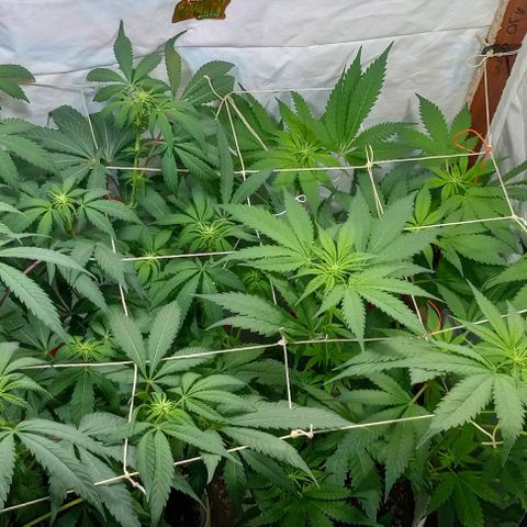 La maldita cheta  growlog timeline photo