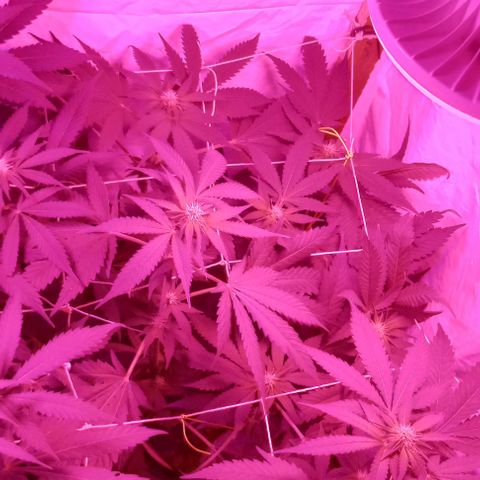 La maldita cheta  growlog timeline photo