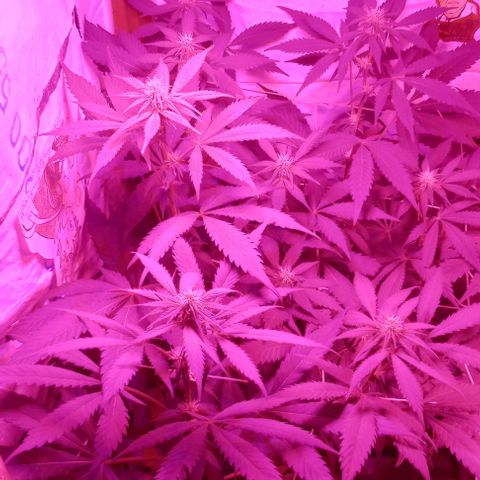 Clericó perroo growlog timeline photo