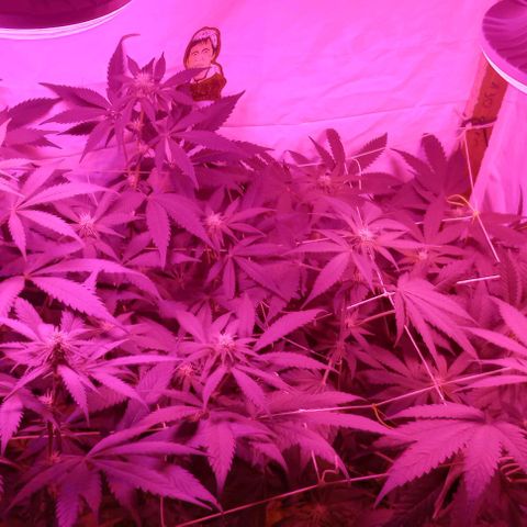 Clericó perroo growlog timeline photo