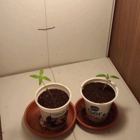 Clerico (exterior) growlog timeline photo
