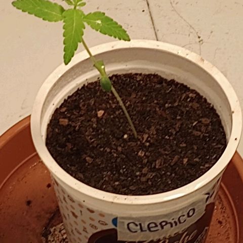 Clerico (exterior) growlog timeline photo