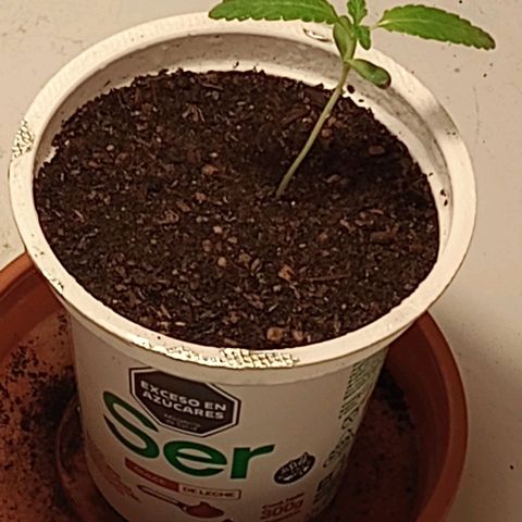 Cheta (exterior) growlog timeline photo