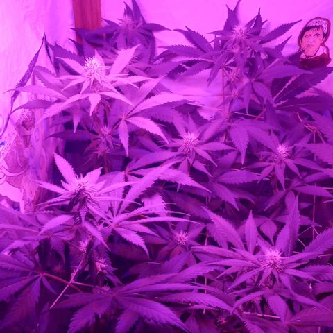 Clericó perroo growlog timeline photo