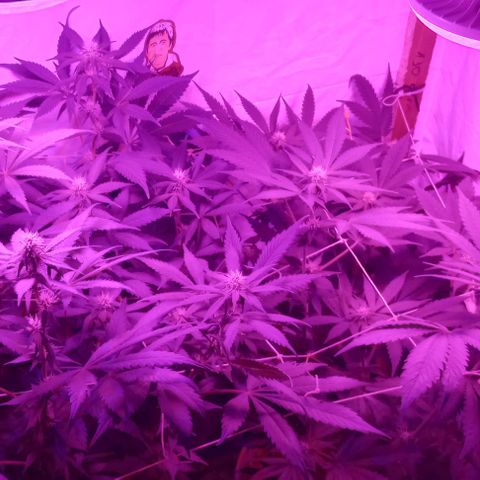 Clericó perroo growlog timeline photo