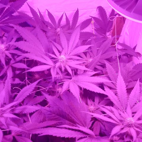 La maldita cheta  growlog timeline photo