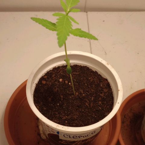 Clerico (exterior) growlog timeline photo