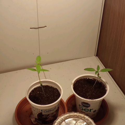 Cheta (exterior) growlog timeline photo