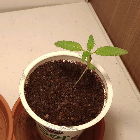 Cheta (exterior) growlog timeline photo