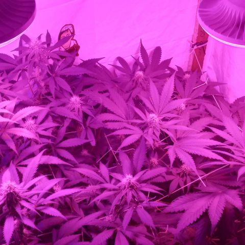 La maldita cheta  growlog timeline photo