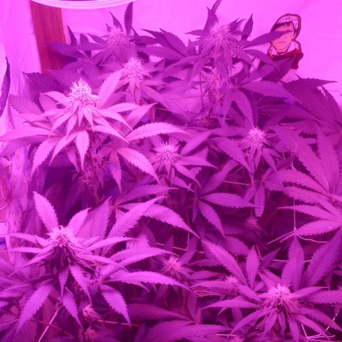 Clericó perroo growlog timeline photo