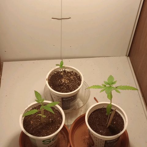 Clerico (exterior) growlog timeline photo