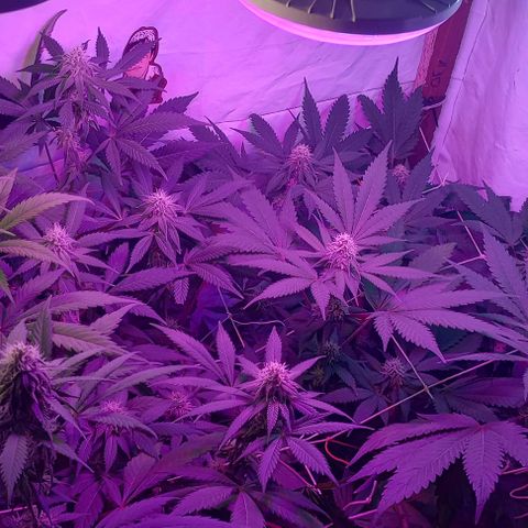 La maldita cheta  growlog timeline photo