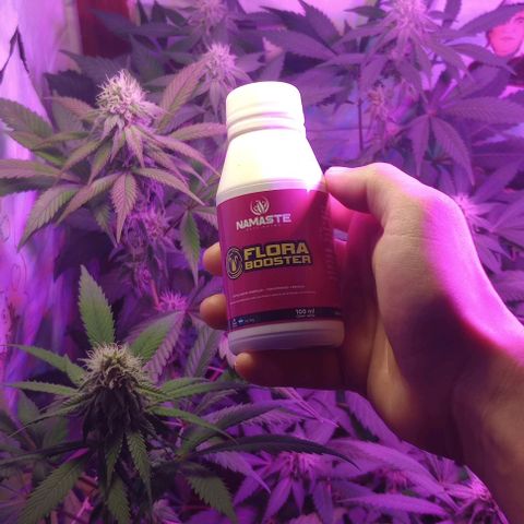 La maldita cheta  growlog timeline photo
