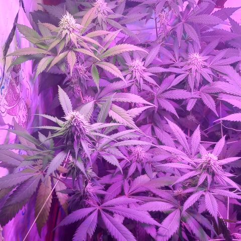 Clericó perroo growlog timeline photo