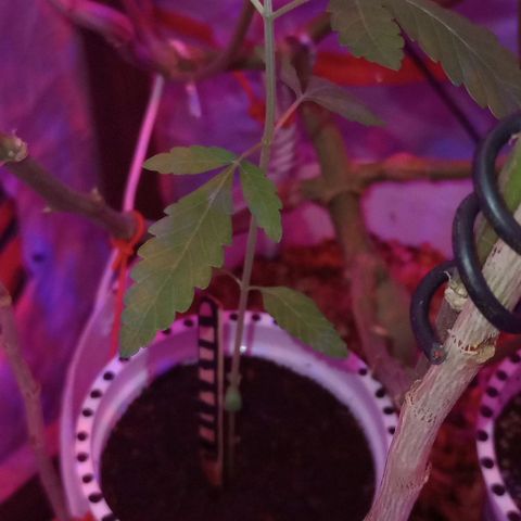 Clerico (exterior) growlog timeline photo