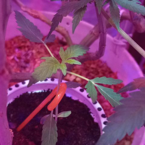 Cheta (exterior) growlog timeline photo