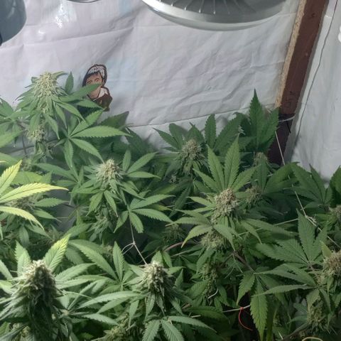 La maldita cheta  growlog photo: Último riego 