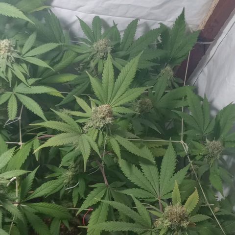 La maldita cheta  growlog photo: Último riego 
