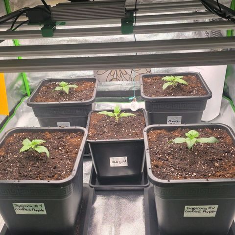 Tropicana Cookies Purple Auto #2 growlog timeline photo