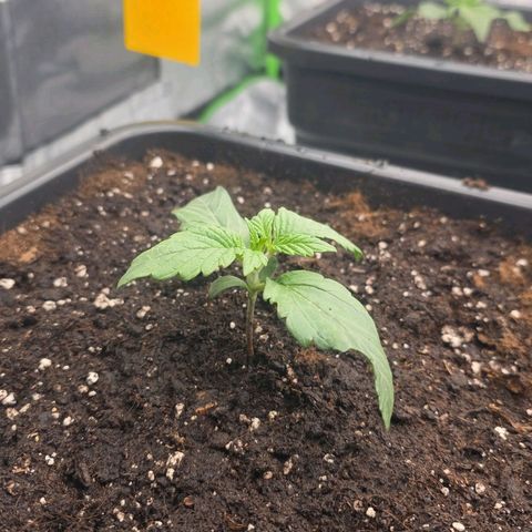 Tropicana Cookies Purple Auto #1 growlog timeline photo