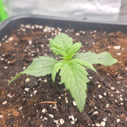 Mimosa Auto #1 growlog timeline photo
