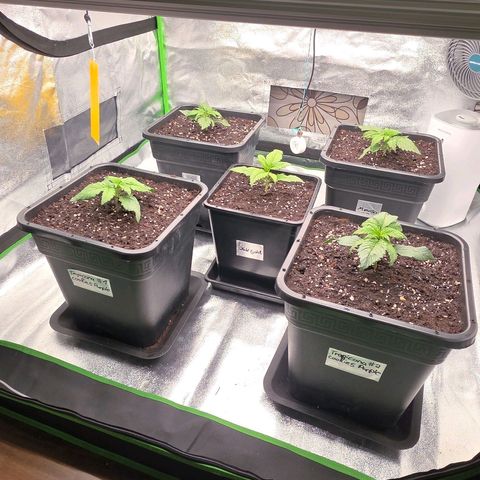 Tropicana Cookies Purple Auto #2 growlog timeline photo