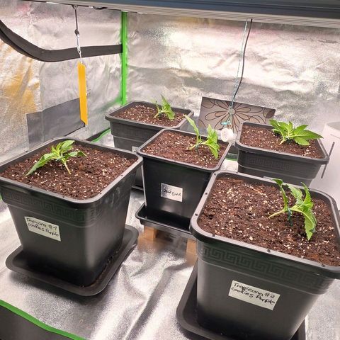 Tropicana Cookies Purple Auto #2 growlog timeline photo