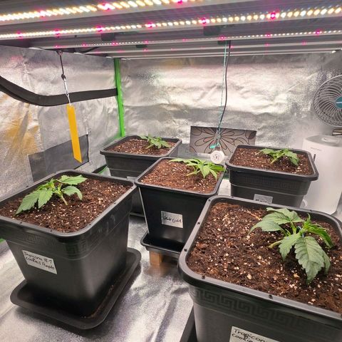 Tropicana Cookies Purple Auto #2 growlog timeline photo