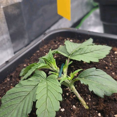 Tropicana Cookies Purple Auto #1 growlog timeline photo