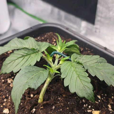 Tropicana Cookies Purple Auto #2 growlog timeline photo