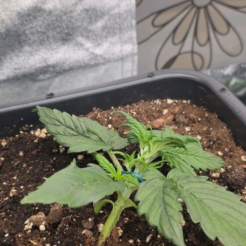 Mimosa Auto #1 growlog timeline photo