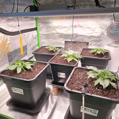 Tropicana Cookies Purple Auto #2 growlog timeline photo