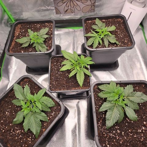 Tropicana Cookies Purple Auto #2 growlog timeline photo