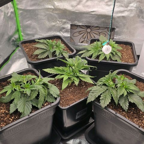 Tropicana Cookies Purple Auto #2 growlog timeline photo