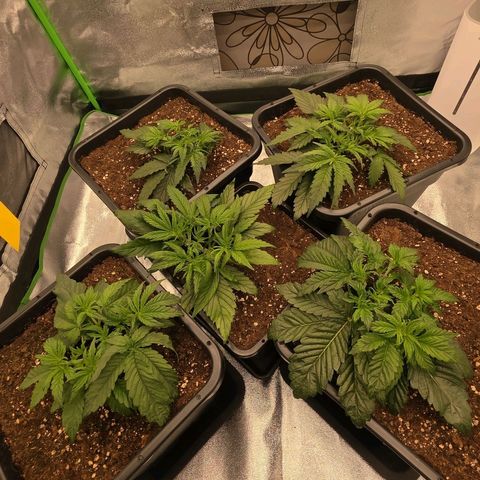 Tropicana Cookies Purple Auto #2 growlog timeline photo