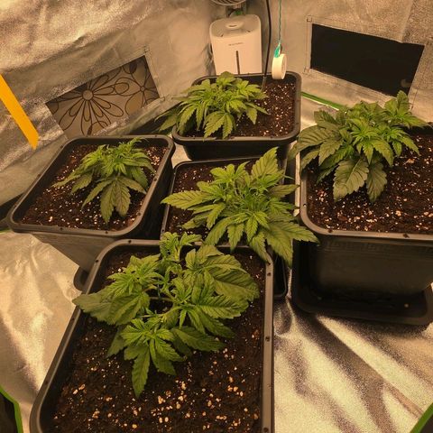 Tropicana Cookies Purple Auto #2 growlog timeline photo