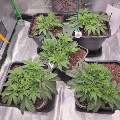 Tropicana Cookies Purple Auto #2 growlog timeline photo