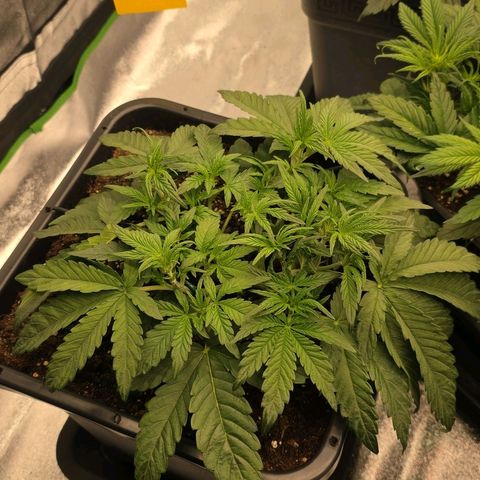 Tropicana Cookies Purple Auto #1 growlog timeline photo