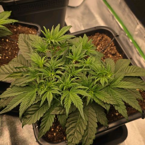 Tropicana Cookies Purple Auto #2 growlog timeline photo