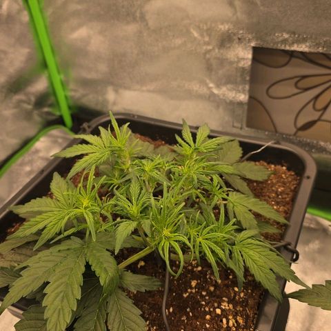 Mimosa Auto #1 growlog timeline photo