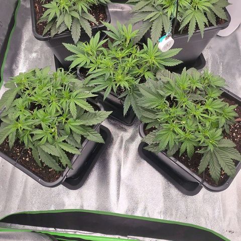 Tropicana Cookies Purple Auto #2 growlog timeline photo