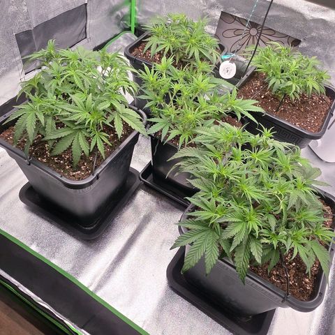 Tropicana Cookies Purple Auto #2 growlog timeline photo