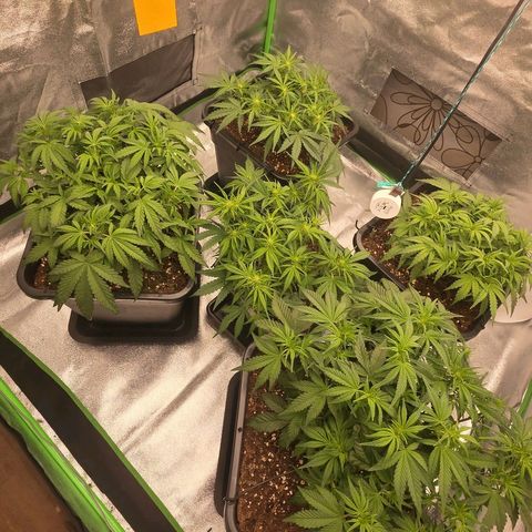 Tropicana Cookies Purple Auto #2 growlog timeline photo