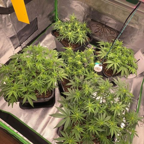 Tropicana Cookies Purple Auto #2 growlog timeline photo
