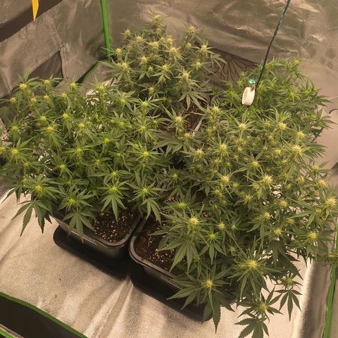 Tropicana Cookies Purple Auto #2 growlog timeline photo