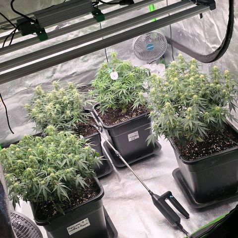 Tropicana Cookies Purple Auto #2 growlog timeline photo