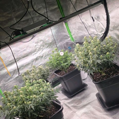 Tropicana Cookies Purple Auto #2 growlog photo: Vorne Tropicana Cookies Purple
Hinten Mimosa